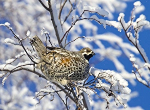 Grouse Prints: Hazel Grouse (Bonasa bonasia) adult male