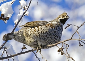 Hazel Grouse (Bonasa bonasia) adult male, perched in snow covered Grey Alder (Alnus incana) tree, Finland, february