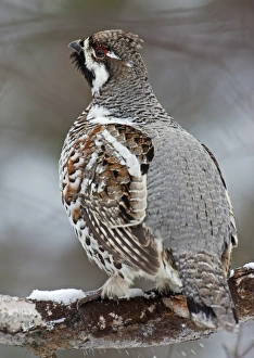 Hazel Grouse (Bonasa bonasia) adult male, standing on snow covered branch, Finland, april