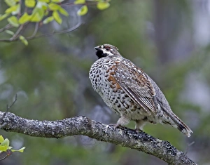 Hazel Grouse (Bonasa bonasia) adult male, standing on branch, Finland, june
