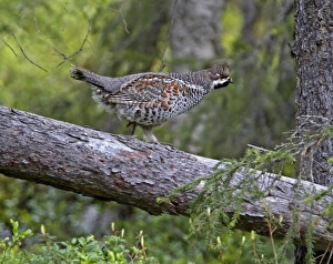 Hazel Grouse (Bonasa bonasia) adult male, walking on fallen tree trunk, Finland, june