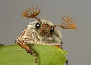 Funny Prints: Head and antennae of an adult cockchafer (Melolontha melolontha) or may-bug on a leaf