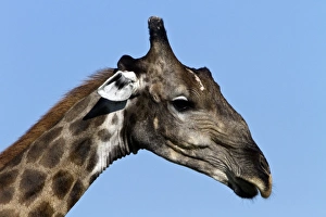 Botswana Prints: Head of Giraffe showing the horns or sub-conical ossicones