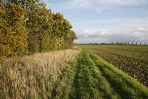 Headland set-a-side strip between hedgerow and arable field, Bacton, Suffolk, England, october