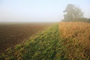 Strip Prints: Headland strip between permanent set-a-side and cultivated arable field in mist at dawn