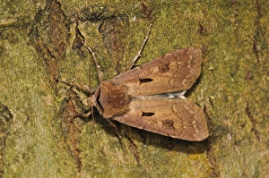 National Prints: Heart and Dart (Agrotis exclamationis) adult