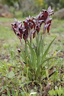 Orchids Prints: Heart-flowered Tongue Orchid (Serapias cordigera) flowering