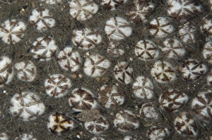 Muck Prints: Hearth Heart Urchin (Maretia planulata) adults