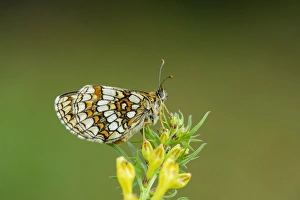 Heath Fritillary (Melitaea athalia) adult, resting on Common Cow-wheat (Melampyrum pratense) larval foodplant