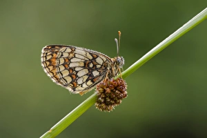 Heath Fritillary (Melitaea athalia) adult, resting on stem, East Blean Woods National Nature Reserve, Kent, England