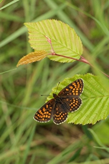 Kent Prints: Heath Fritillary (Melitaea athalia) adult