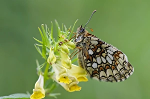 Larval Prints: Heath Fritillary (Melitaea athalia) adult