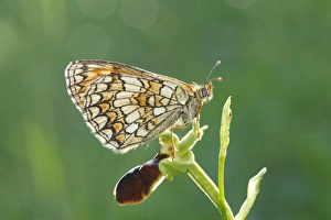 Roost Prints: Heath Fritillary (Mellicta athalia) adult