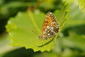 Heath Fritillary (Mellicta athalia) adult, resting on leaf, Kent, England, june
