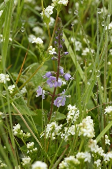 Scrophulariaceae Prints: Heath Speedwell (Veronica officinallis) flowering