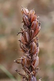 S Eed Prints: Heath Spotted Orchid (Dactylorhiza maculata) close-up of seedhead with ripe seeds