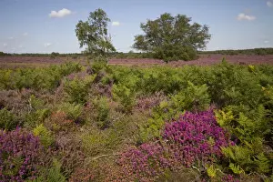 Ericaceae Prints: Heather and Bell Heather with Bracken and Silver Birch on the Sandlings Heath