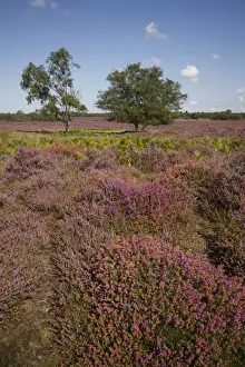 Ericaceae Prints: Heather, Bracken and Silver Birch on the Sandling heath near Westleton Suffolk