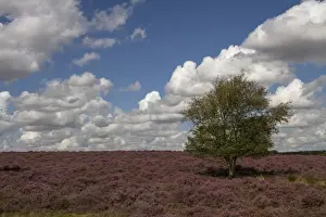 Heathland Prints: Heather heathland and Silver Birch on the Sandlings heath Suffolk