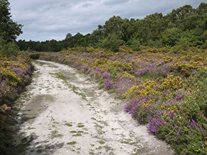 Gorse Prints: Heathland habitat with heather and gorse flowering beside track