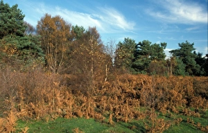 Heathland Prints: Heathland Sutton and Hollesley Heaths - Suffolk