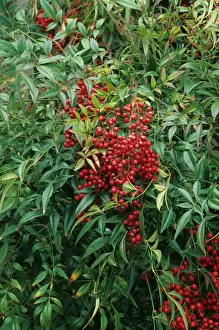 Berry Prints: Heavenly Bamboo (Nandina domestica) close-up of berries and leaves, in garden, U. S. A