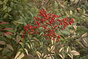 Heavenly Bamboo (Nandina domestica) in fruit