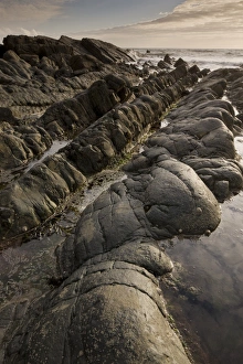 Sandstone Prints: Heavily folded sandstone and mudstone rocks, Hartland Quay, North Devon, England, may