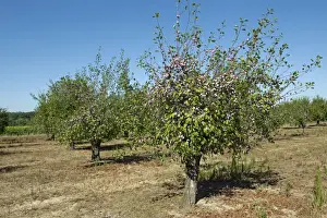 Plums Prints: Heavily fruiting ripe plum trees near Sainte-Foy-la-Grande, Gironde, France, August