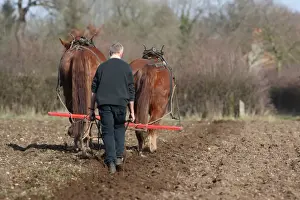 Equids Prints: Heavy Horse, two adults, working