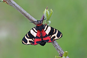 Rumania Prints: Hebe Tiger Moth (Arctia festiva) adult, resting on twig, Dobrogea, Romania, may