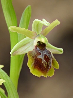Peloponnese Prints: Hebe's Orchid (Ophrys hebes) close-up of flower, Peloponesos, Southern Greece, april
