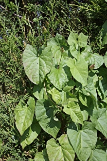 Growth Prints: Hedge Bindweed (Calystegia sepium) leaves