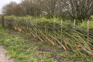 Fence Prints: A hedge laid in the traditional Derbyshire style using stakes
