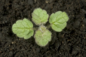Hedge woundwort, Stachys sylvatica, seedling with four true leaves