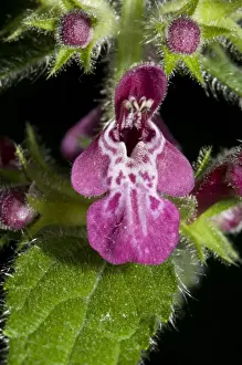 Buds Prints: Hedge Woundwort (Stachys sylvatica) close-up of flower and flowerbuds