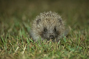 Hedgehog Prints: Hedgehog (Erinaceus europaeus) Young
