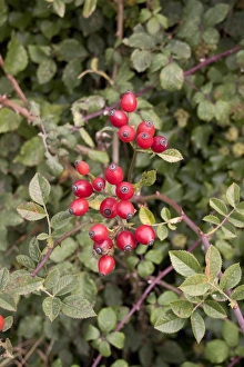 Rose Hips Prints: hedgerow berries, Dog Rose