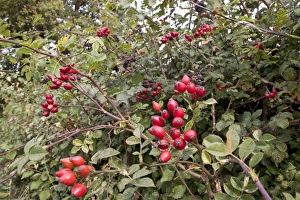 Bramble Prints: hedgerow berries, Dog Rose and Blackberries