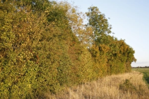 Hedge Row Prints: Hedgerow at edge of farmland, in evening sunshine, Bacton, Suffolk, England, october