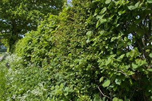 Footpath Prints: Hedgerow beside footpath, South Harting, Sussex, England, may