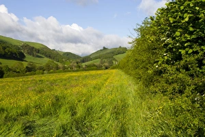 Hedges Prints: Hedgerow and hay meadow on organic farm, Powys, Wales, June