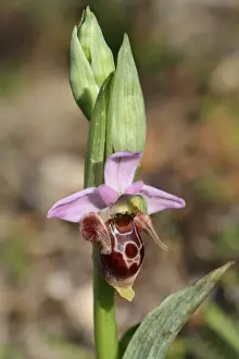 Peloponnese Prints: Heldreichs Bee Orchid (Ophrys heldreichii) close-up of flower