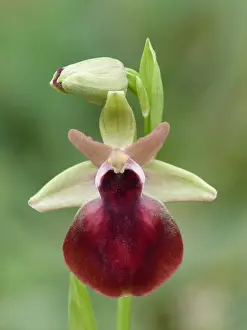 Peloponnese Prints: Helen's Bee Orchid (Ophrys helenae) close-up of flower