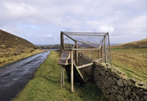 Ring Prints: Heligoland trap, used to trap birds for ringing, Fair Isle, Shetland Islands, Scotland