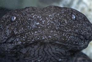 Salamanders Prints: Hellbender (Cryptobranchus alleganiensis) adult