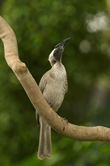 Helmeted Friarbird (Philemon buceroides) adult, perched on branch, Queensland, Australia, November