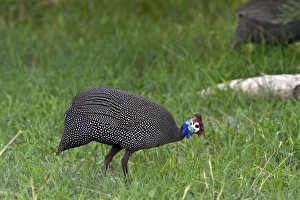 Botswana Prints: Helmeted Guineafowl - Kwara, Botswana