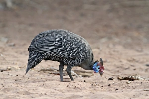 Guineafowl Prints: Helmeted Guineafowl (Numida meleagris) adult, foraging on sand, Chobe N. P. Botswana