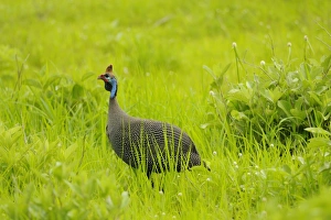 Helmeted Guineafowl (Numida meleagris) adult, walking amongst grass, Ruaha N. P. Tanzania